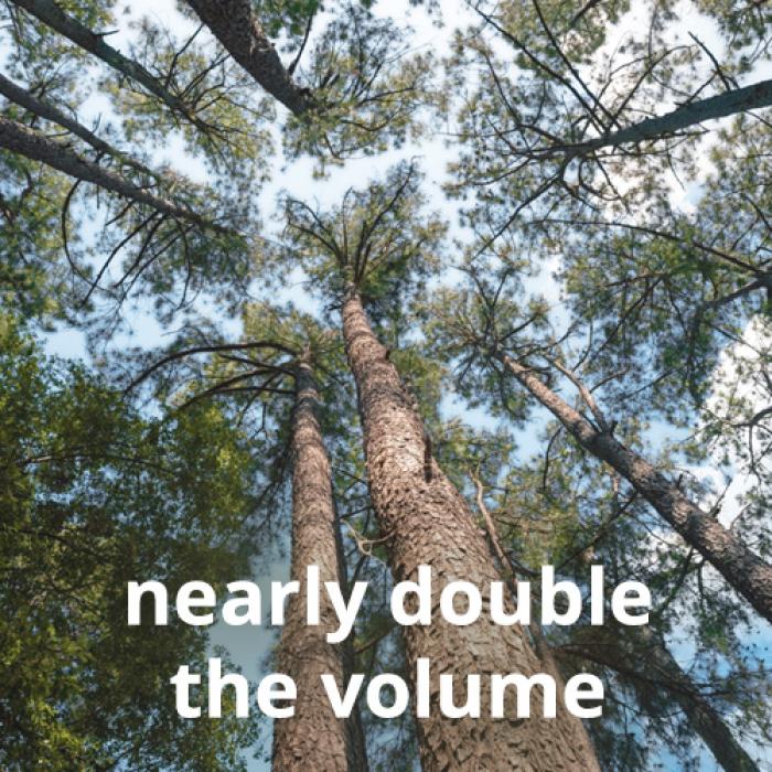 Looking up at trees with text "nearly double the volume"