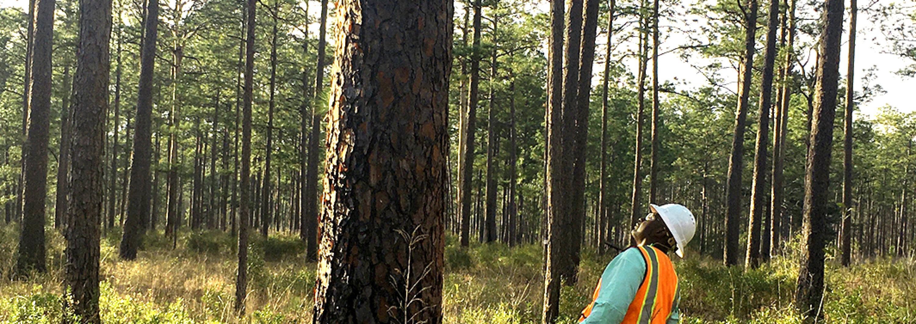 Man looking at tree