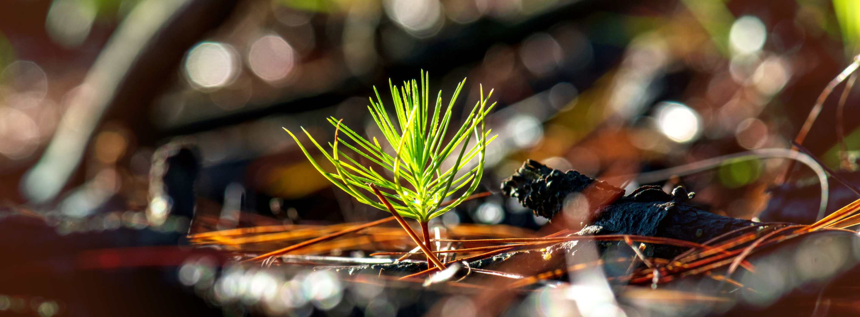 Seedling of a tree growing 