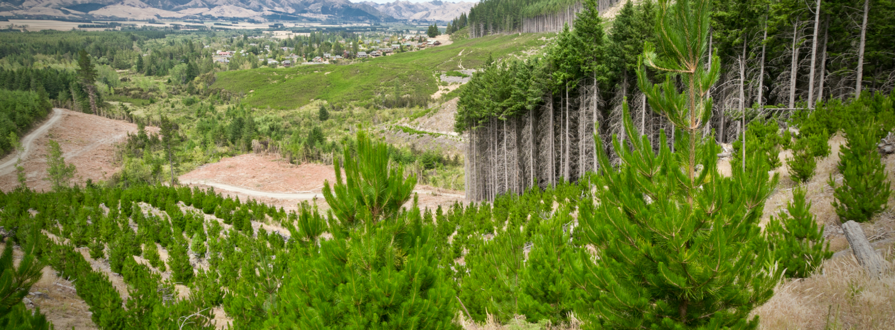 Overview of land that has been clearcut