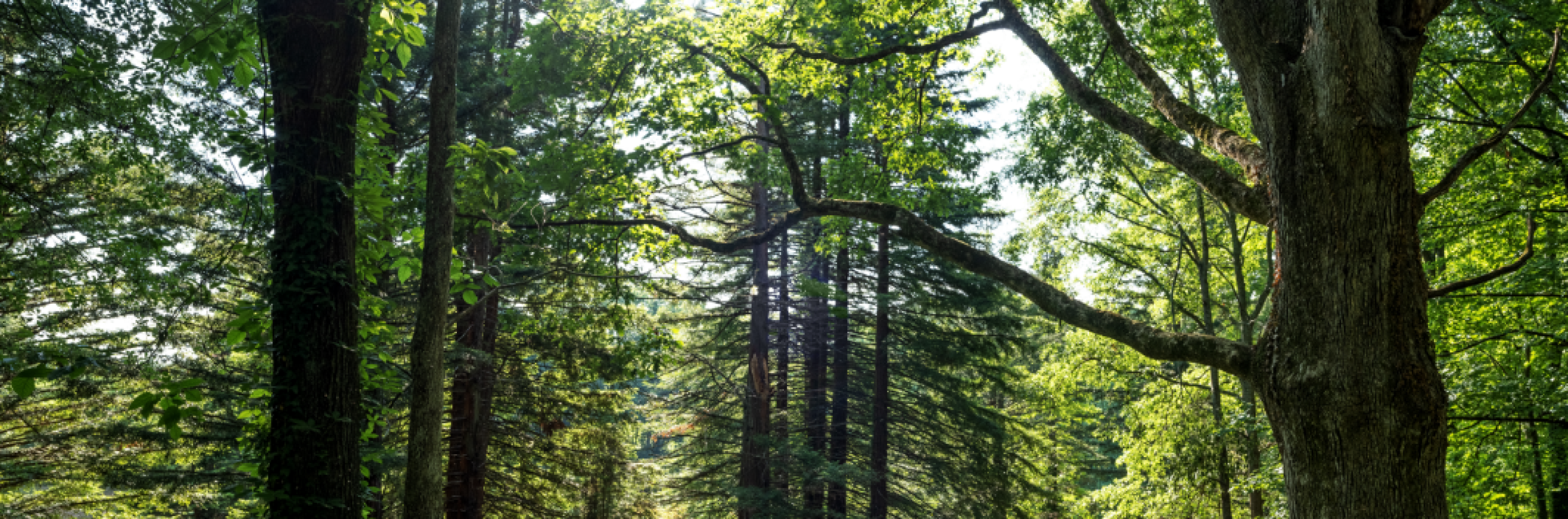 healthy and lush forest