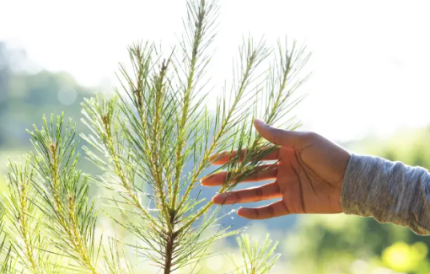 Hand touching a tree branch.