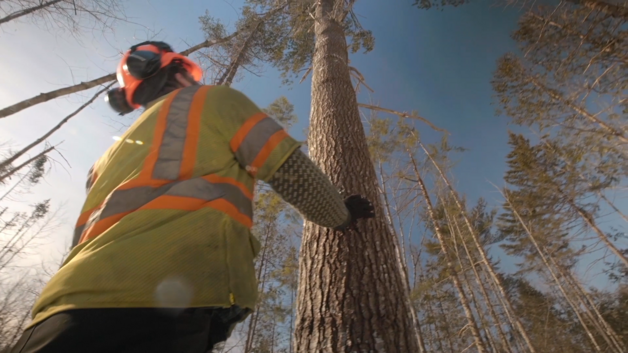 Forester checking on a tree in Maine