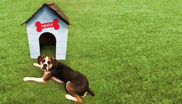 Celebrate National Puppy Day With A Custom Built Canine Cave Paper Packaging