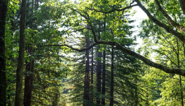 healthy and lush forest